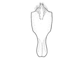   Anthidium chamelense  male, diagram showing ventral view of eighth sternum (S8), diagram from Gonzalez and Griswold 2013 
